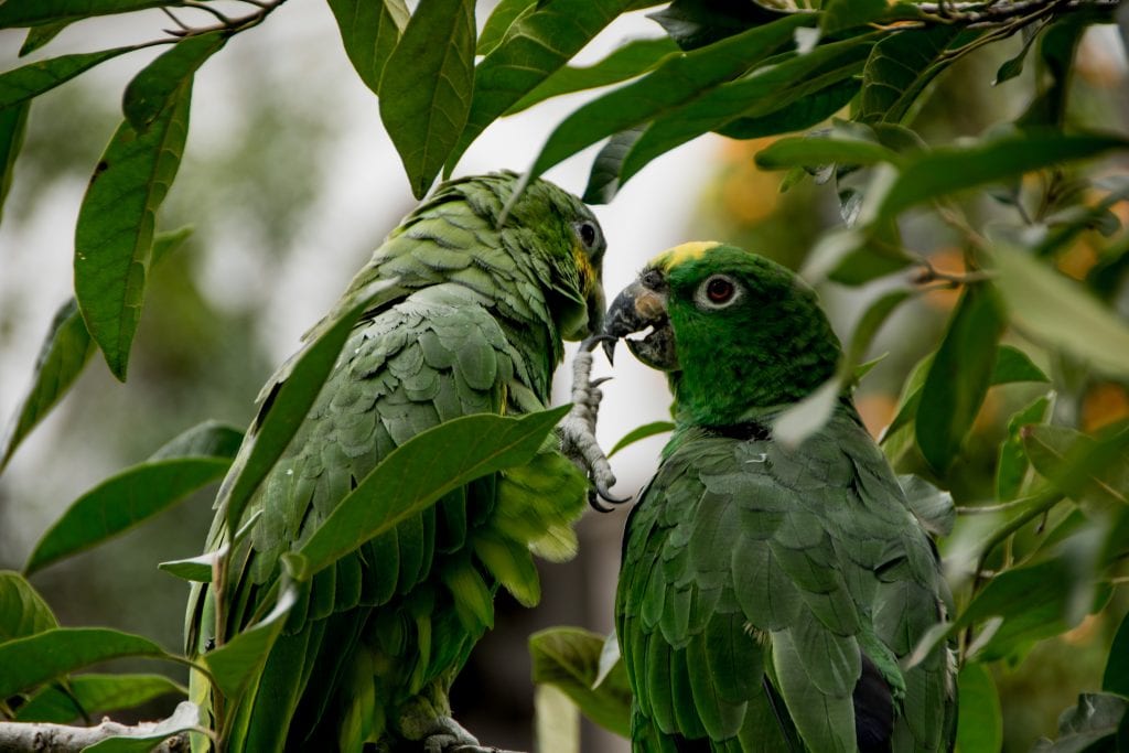 Photograph, two green parrots together surrounded by green leaves.