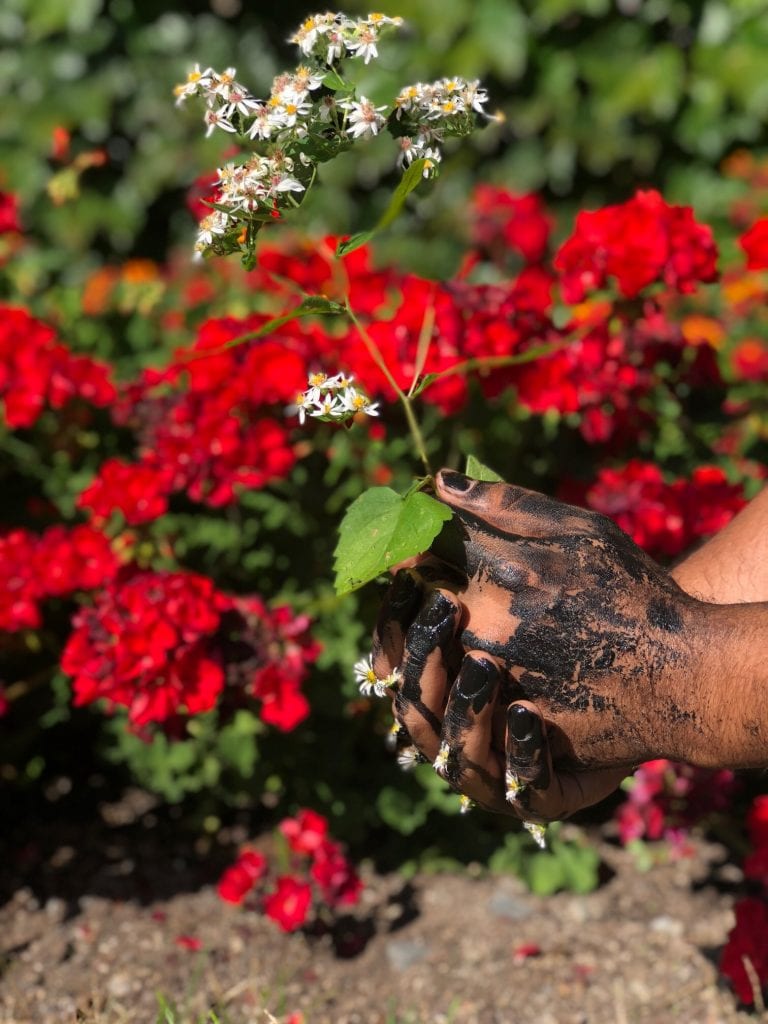 Photograph, two dirt covered hands planting a flower with many red flowers in the background.