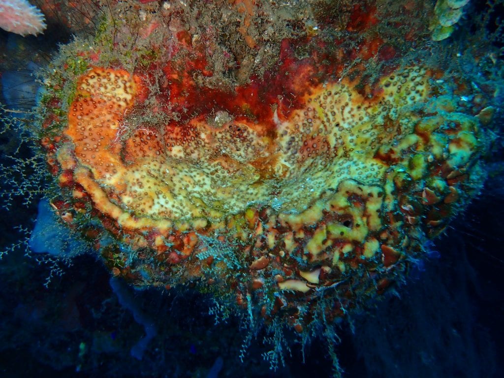 Photo of colorful coral, by Vera Gaddi, submitted for the CIHF photo competition