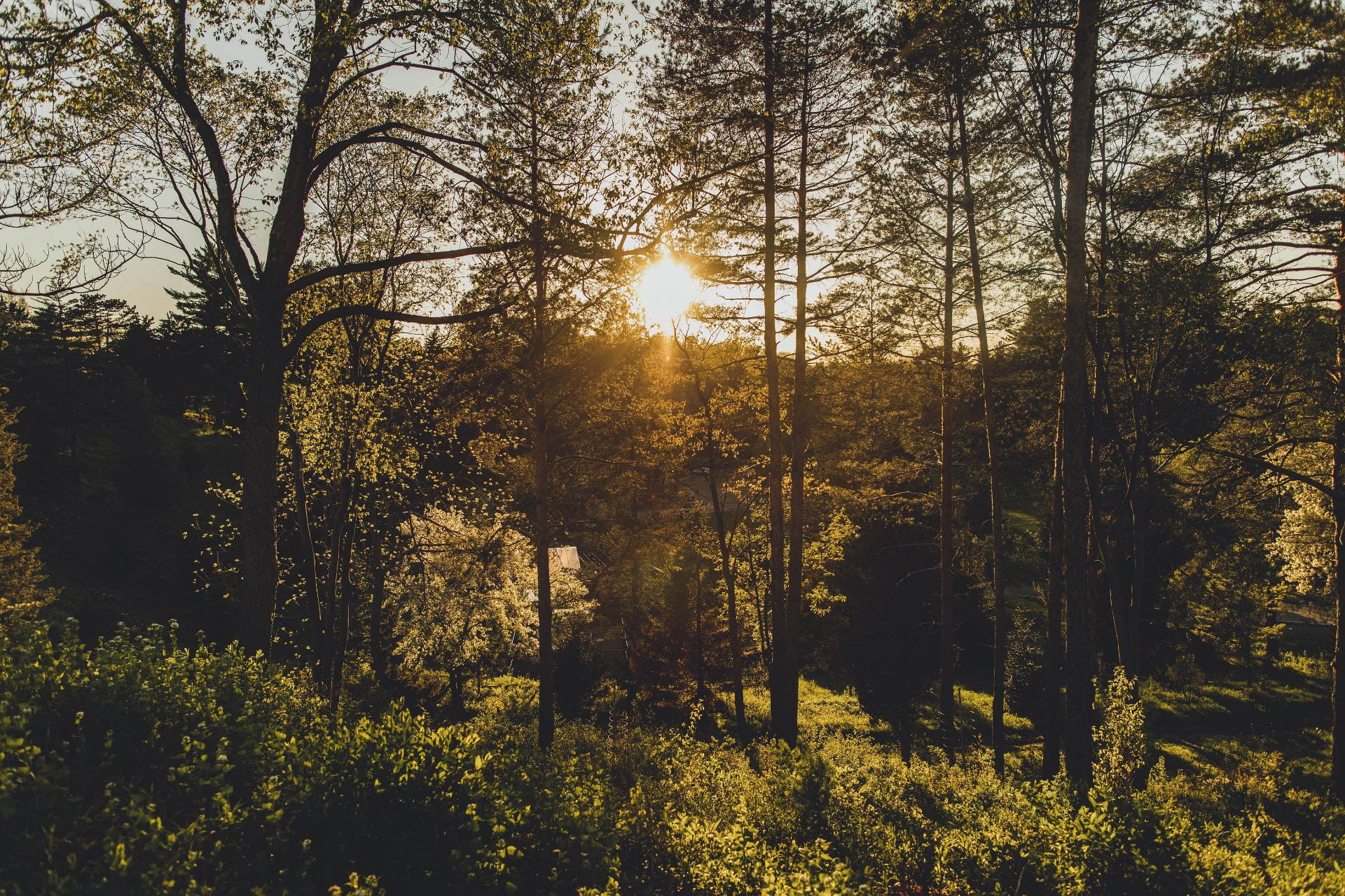 Peaceful forest scene
